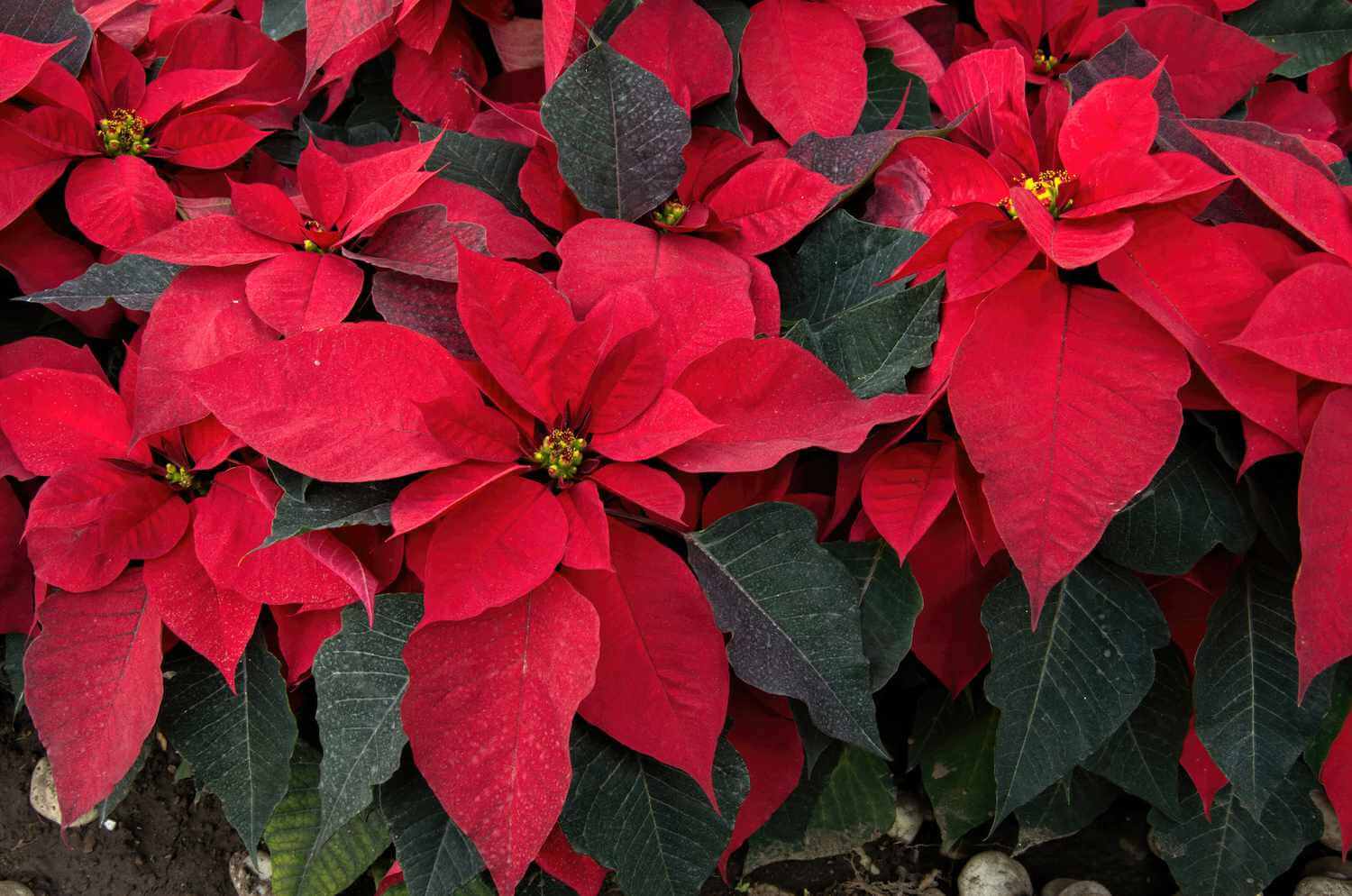 Poinsettia